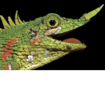 Lizards lizards lizards lizards lizards lizards!