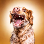 angry wierd dog