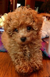 fluffiez *.-