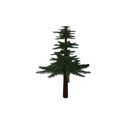 Pine Tree