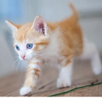 CAT GROP