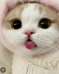 Do you love kittens