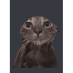 Salamul4Life