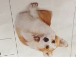 Corgi Dream Team