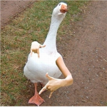 Duck peoples