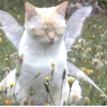 cherubic