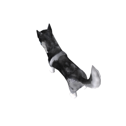 Huski | Хаски | Dog