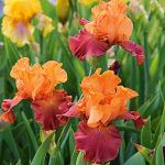 bearded iris