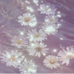 PinkDaises <3