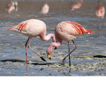 FLAMINGO UNITED!!!