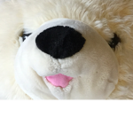 The teddy bear group
