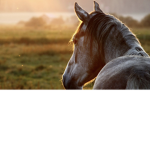 Chevaux poir la vie