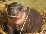 The hippo armoda