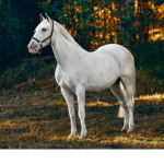 SparkleFUN loves Horses