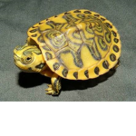 The yellow turtle guys
