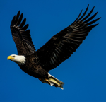 EaglesForever