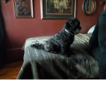 The group of life in dogs