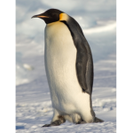 Les Pinguinos
