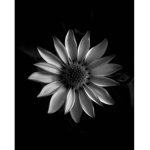 #FLOWERSQUADSUPER