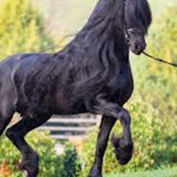 * Horse Riding Update*