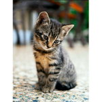 Cat gang >:D