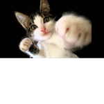 boxing fighter cats