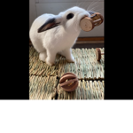 FLOPPY GIRL (my dead bunny)