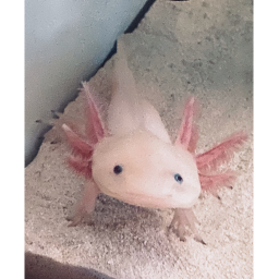 The obby
