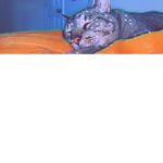 Kitty girls Imao ;)