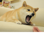 The Slay Doge