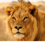 Lion plays