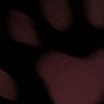 catboystore