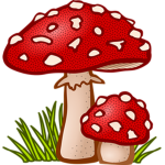 Fungi Specialists