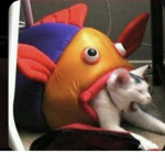 MeowMixx
