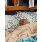 CATS RULE [duh]