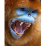 Blue Monkey Men