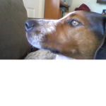 Basil is cool