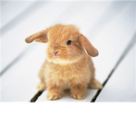 Offical Bunnie Fans Of ROBLOX!