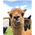 #Llama Stay Safe from ########