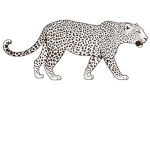 White Leopard Studios.