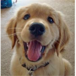 Ardorable puppys and dogs lovers