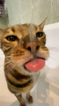 ᴍʏ ʙᴇsᴛɪᴇs <3