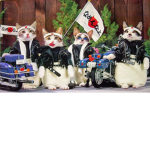 biker cats