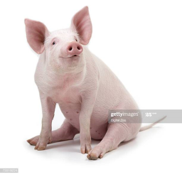 Pig Hangout
