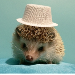 The Hats and The Hedgehogs