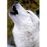 Wolf pack :>