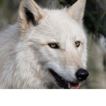 Hip-hop wolf