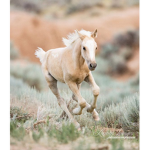 ~ Horses ~
