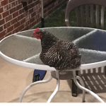 Happy chicken face