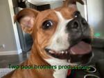 Two cool Brothers productions